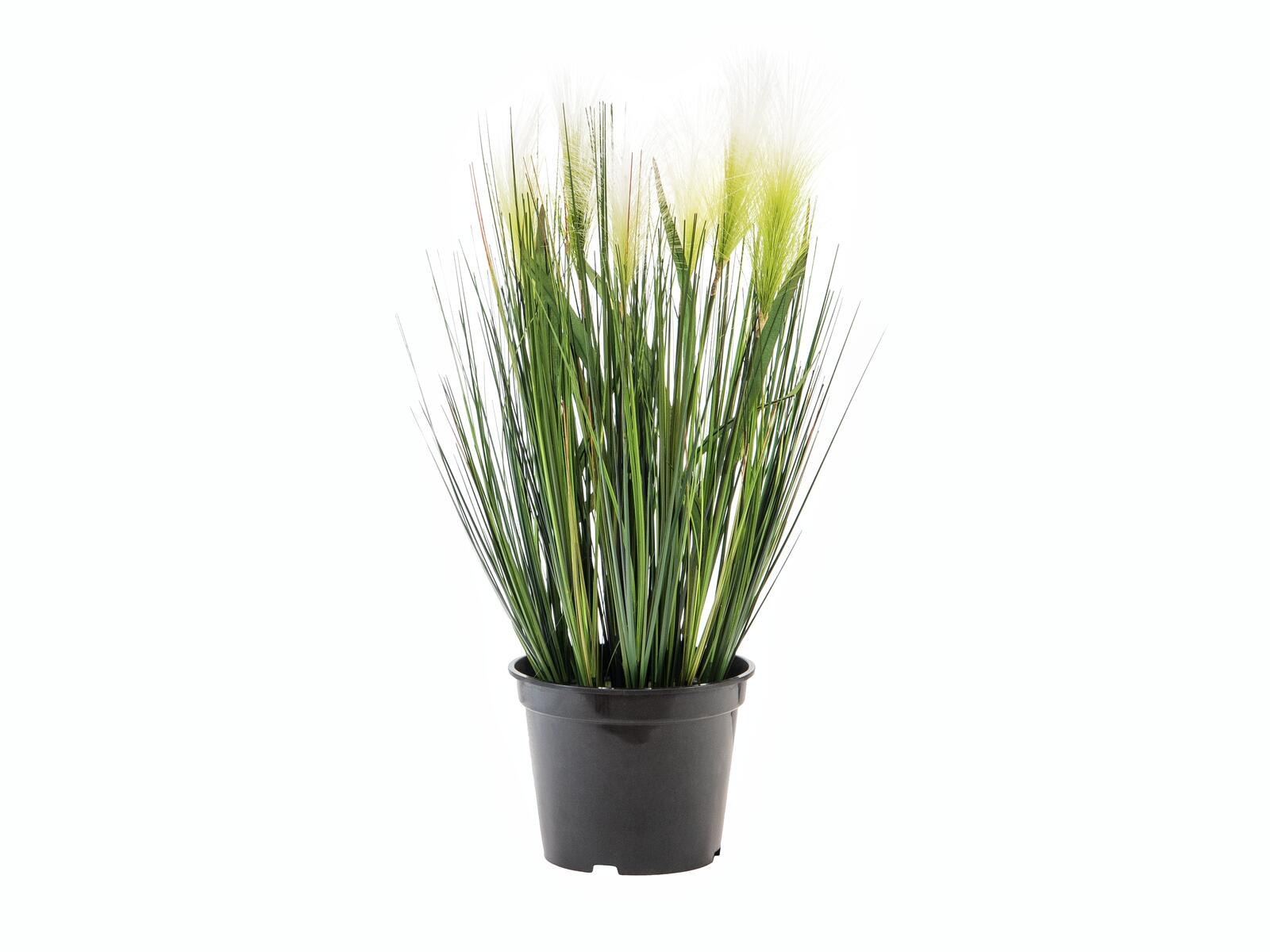 EUROPALMS Federgras künstlich weiß 60cm