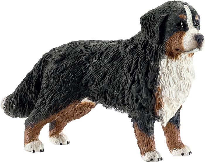Berner Sennenhündin - VPE: 5