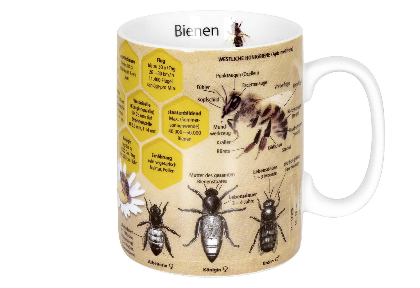 KÖNITZ Kaffeebecher 'Wissensbecher Biene' - VPE: 6