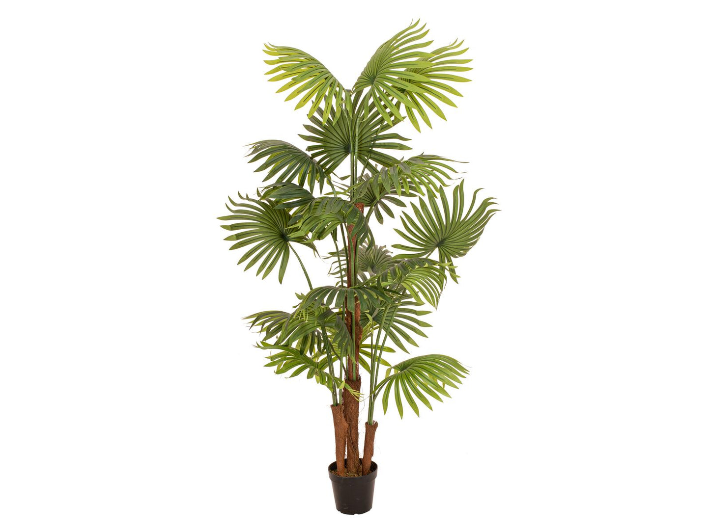 EUROPALMS Fächerpalme Kunstpflanze 165cm