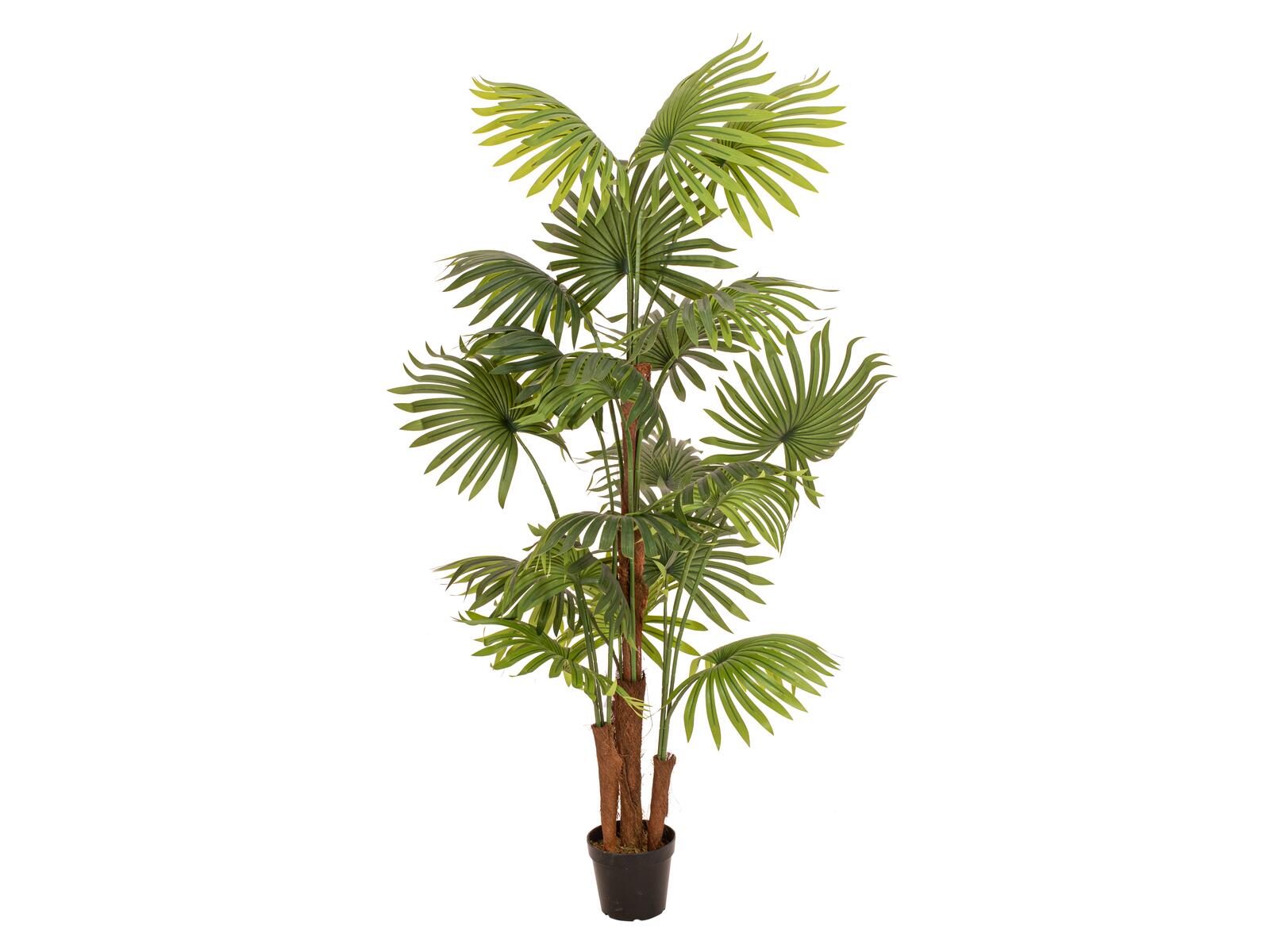 EUROPALMS Fächerpalme Kunstpflanze 165cm
