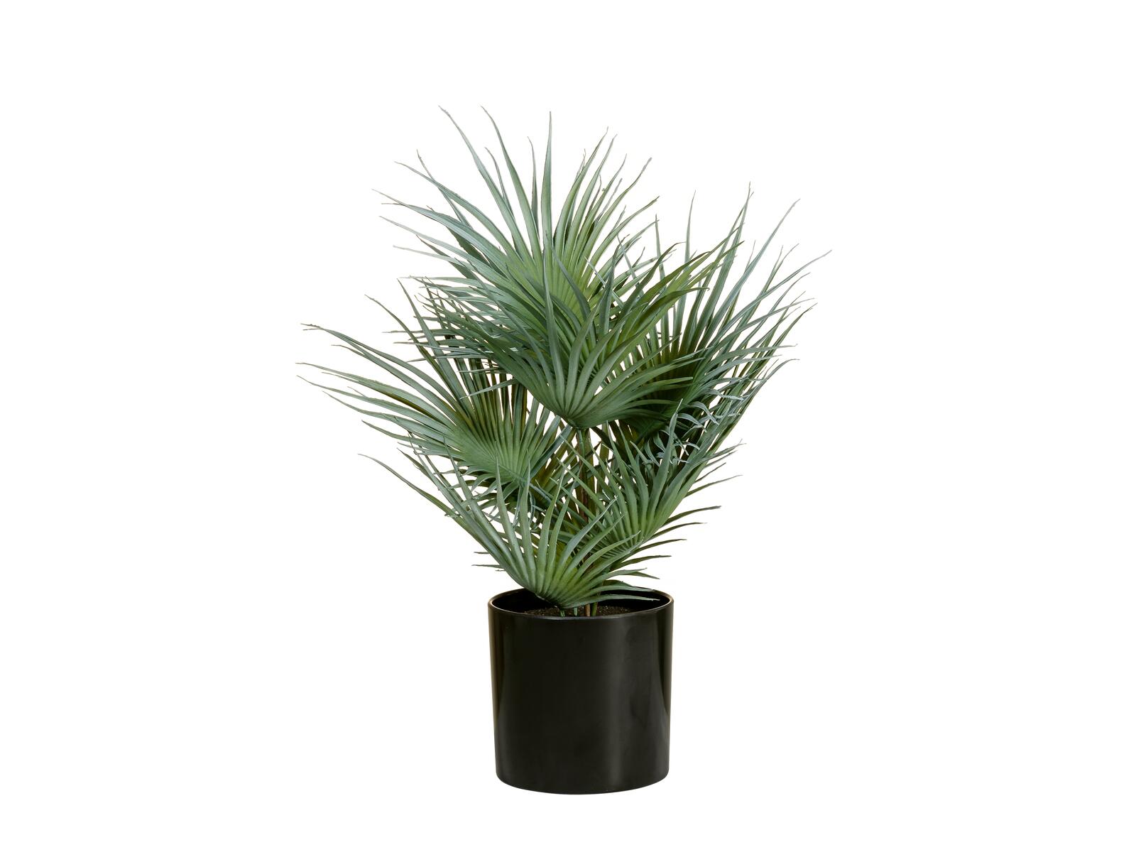 EUROPALMS Fächerpalme Kunstpflanze 55cm