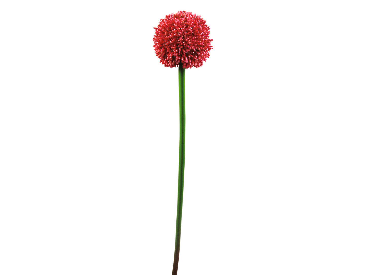 EUROPALMS Alliumzweiß künstlich rot 55cm