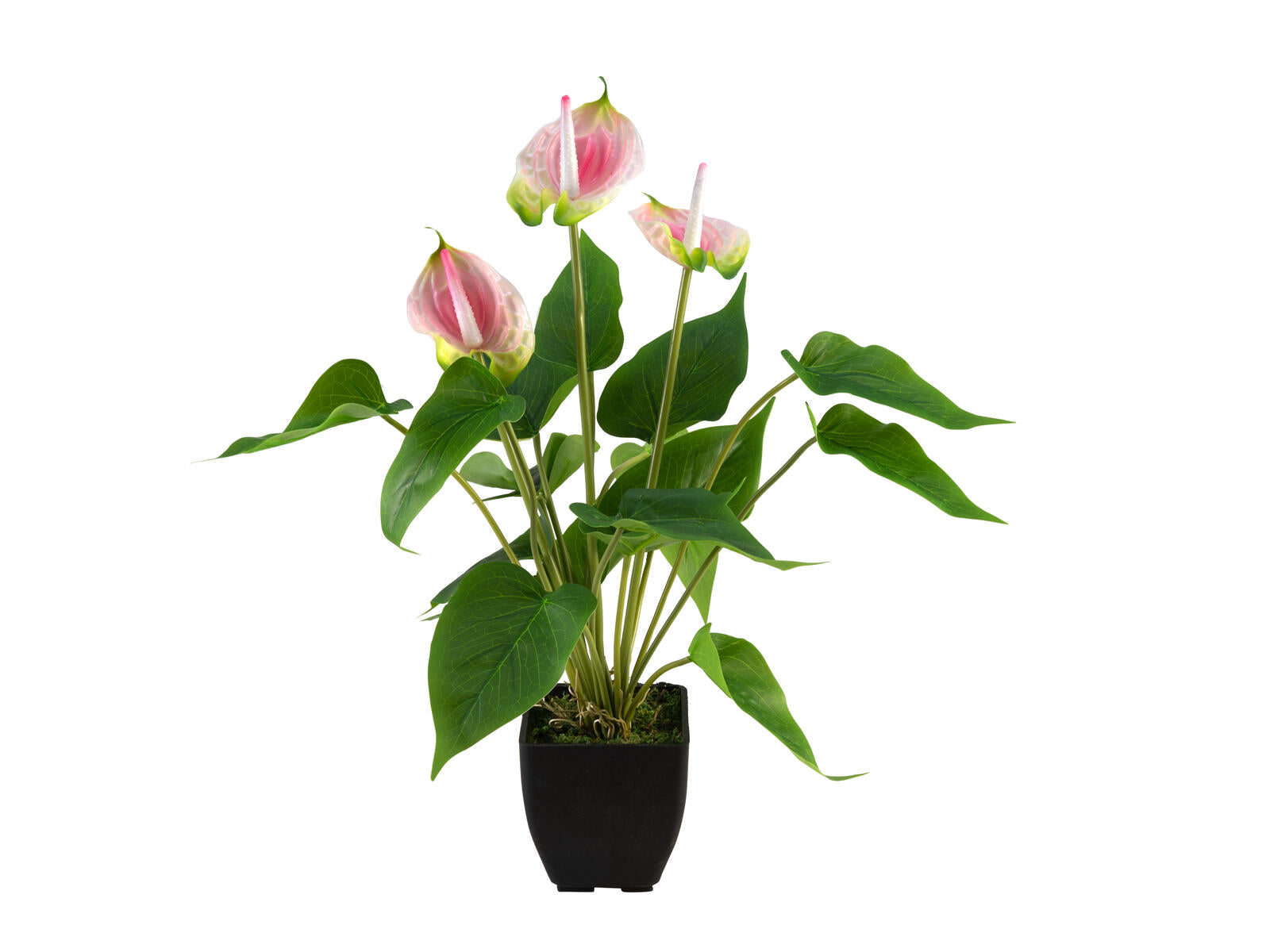 EUROPALMS Anthurie Kunstpflanze weiß pink