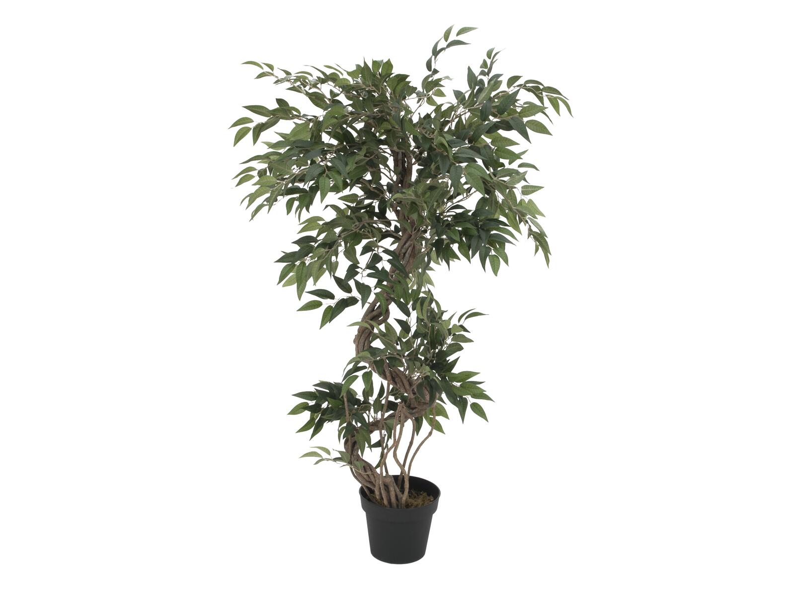 EUROPALMS Ficus Multi Spiralstamm Kunstpflanze 130cm