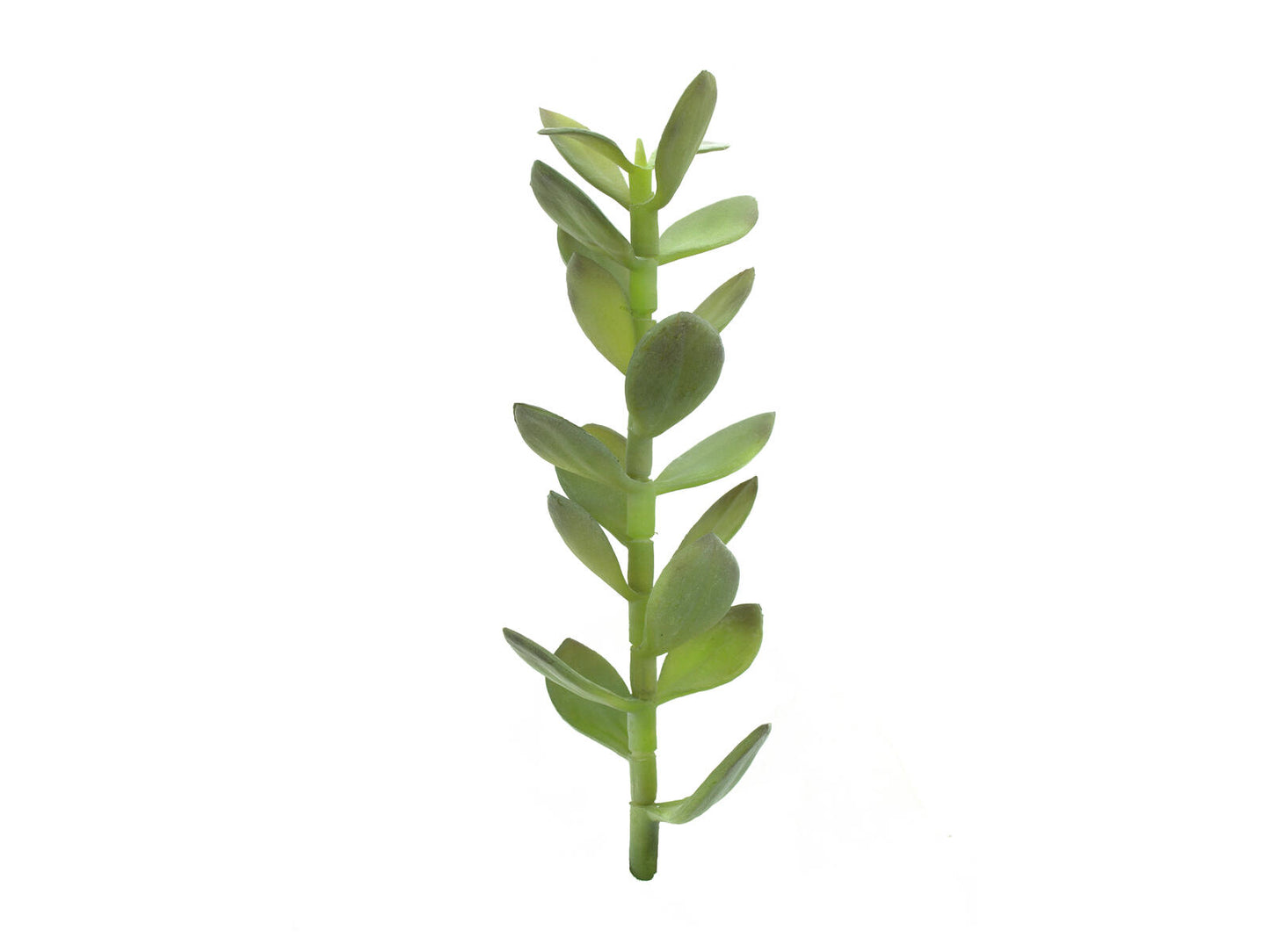 EUROPALMS Geldbäumchen-Spross Kunstpflanze 30cm