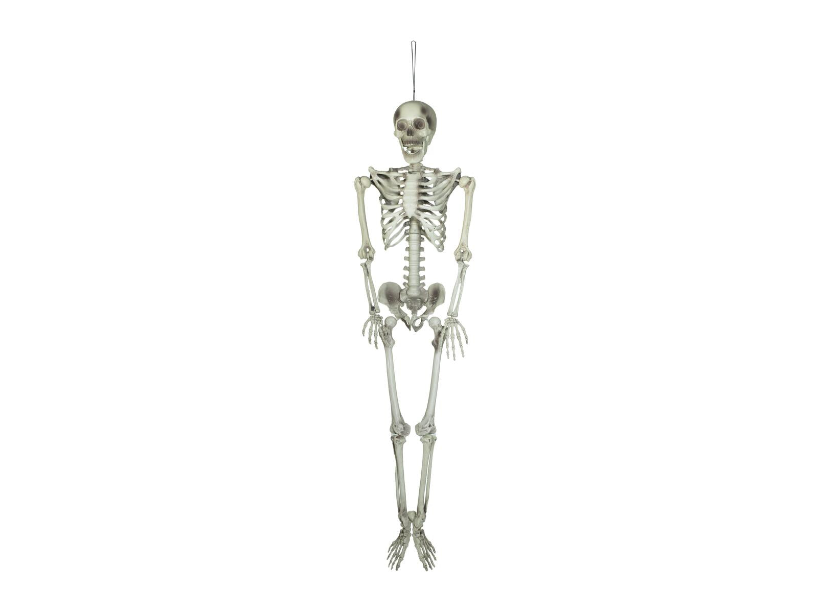 EUROPALMS Halloween Skelett 150 cm